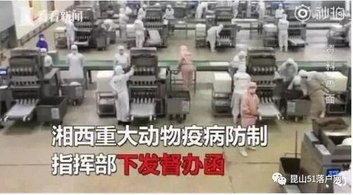 非洲猪瘟最新爆料,揭秘病毒传播与防控策略 第2张 非洲猪瘟最新爆料,揭秘病毒传播与防控策略 第2张